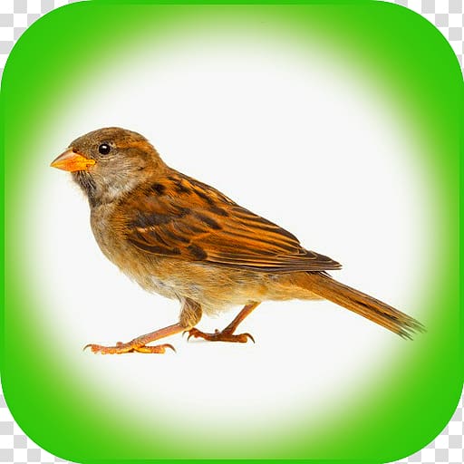 House Sparrow Bird control spike , sparrow transparent background PNG clipart