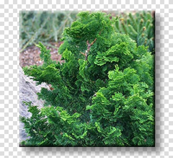 Arborvitae Evergreen Oriental Arbor-vitae Shrub Fir, others transparent background PNG clipart