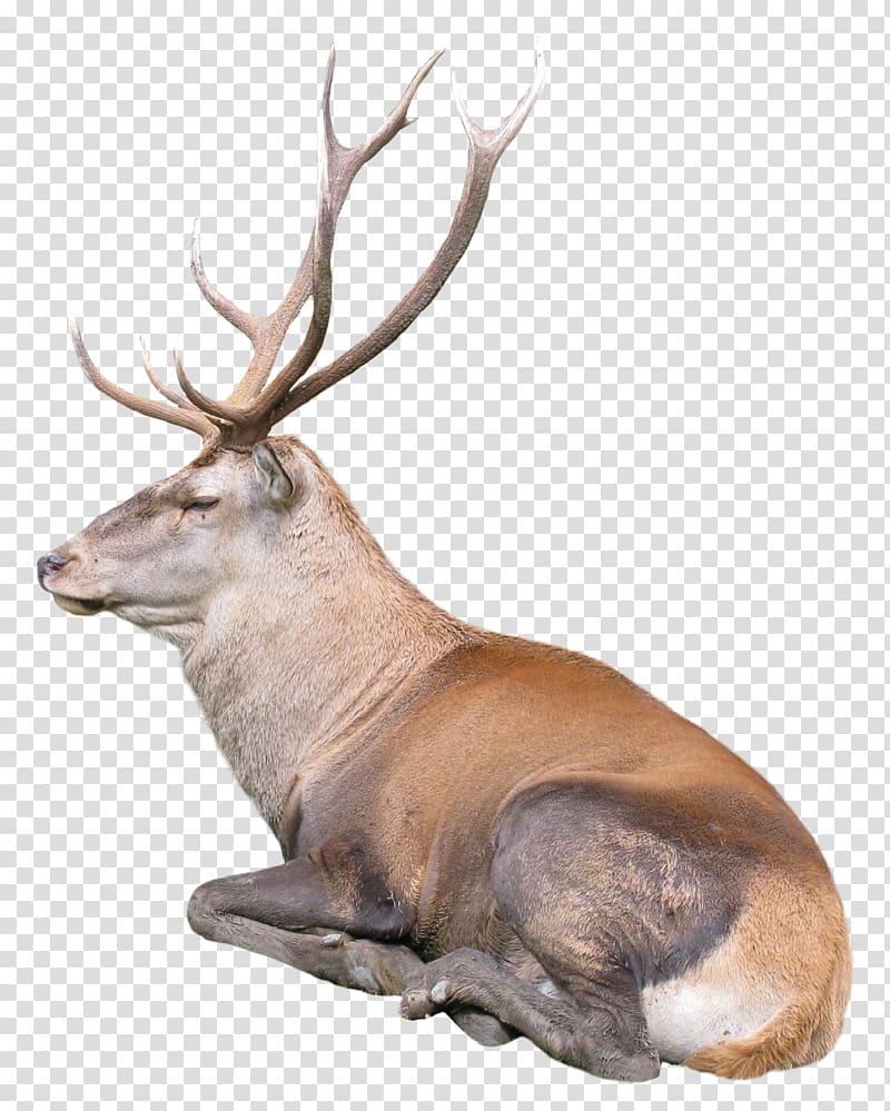 brown deer lying, Reindeer Rudolph, Reindeer transparent background PNG clipart