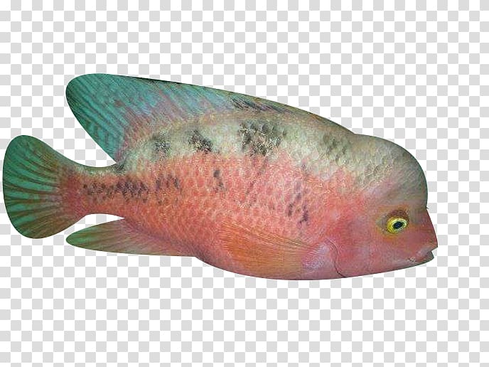 Northern red snapper Fish Biology Ocean, Lonely ocean fish transparent background PNG clipart