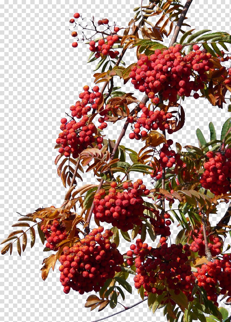 Frutti di bosco Hawthorn, Hawthorn free under the blue sky transparent background PNG clipart