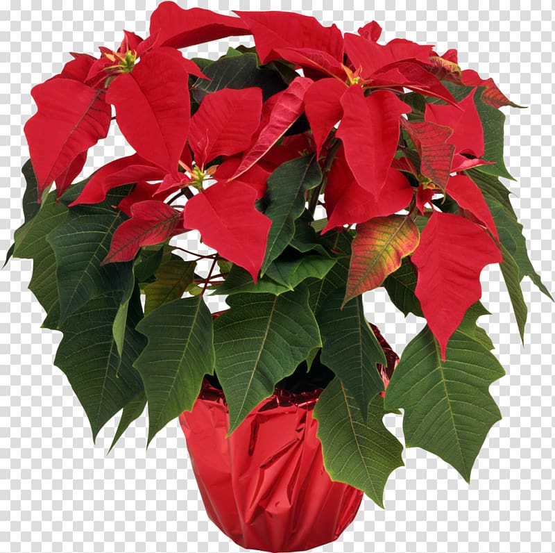 Poinsettia Houseplant Flower Christmas plants, flower pot transparent background PNG clipart