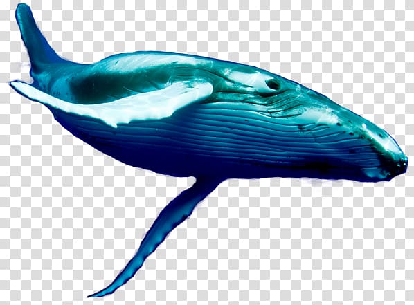 Dolphin Porpoise Blue whale Cetaceans, fish jumping transparent background PNG clipart