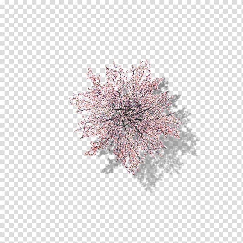 white flower arrangement, Tree Computer file, Overlooking the cherry tree in full bloom transparent background PNG clipart