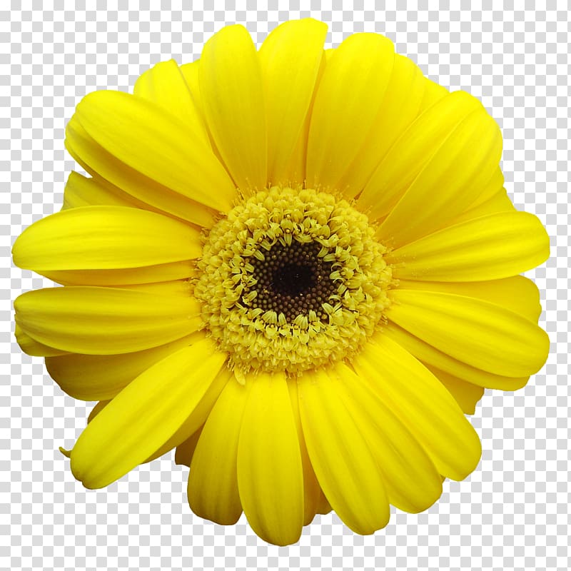 Yellow Common daisy Transvaal daisy Flower , gerbera transparent background PNG clipart