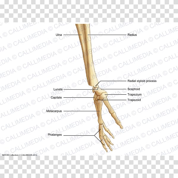 Finger Bone Human skeleton Hand Forearm, hand transparent background PNG clipart