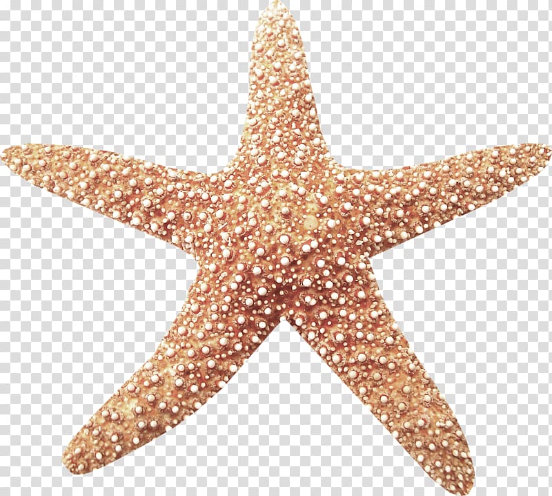 Starfish , A starfish transparent background PNG clipart