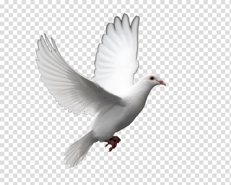 Columbidae Bird Doves as symbols Peace , pigeon transparent background PNG clipart