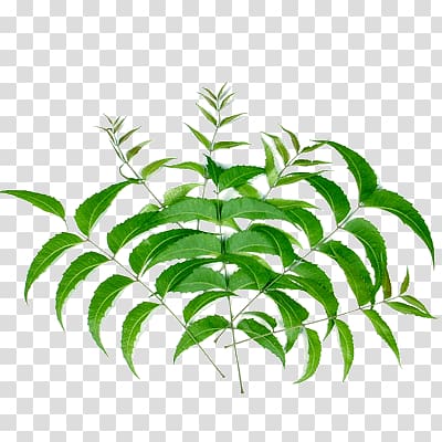 green leafed plants illustration, Neem Tree Neem oil Soap Oral hygiene Skin, soap transparent background PNG clipart