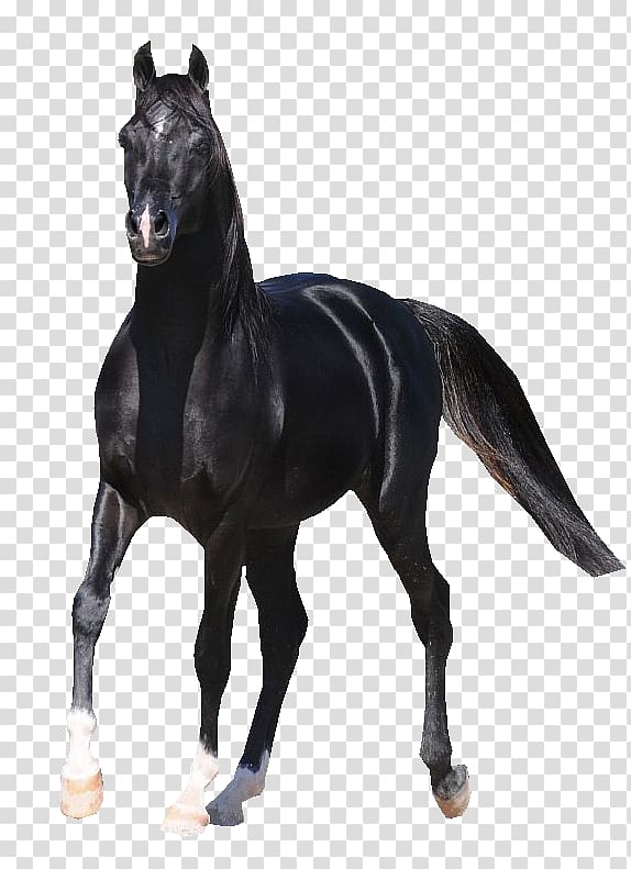 Arabian horse American Paint Horse Shire horse Mustang Haflinger, arab transparent background PNG clipart