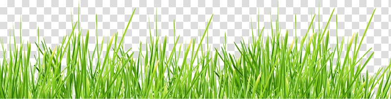 Green Lawn , grass , green transparent background PNG clipart