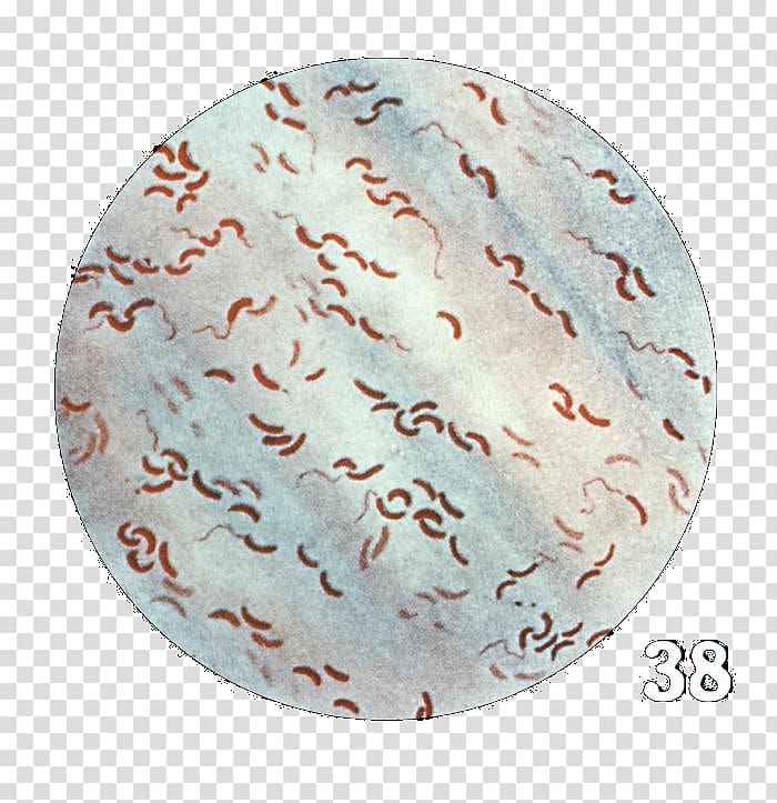 Asiatic cholera Gram stain Gram-negative bacteria, others transparent background PNG clipart