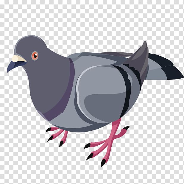 Domestic pigeon Columbidae Bird Release dove, Bird transparent background PNG clipart