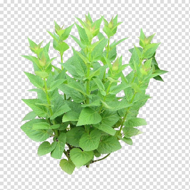 Herb Peppermint Mentha spicata Parsley, shrubs transparent background PNG clipart