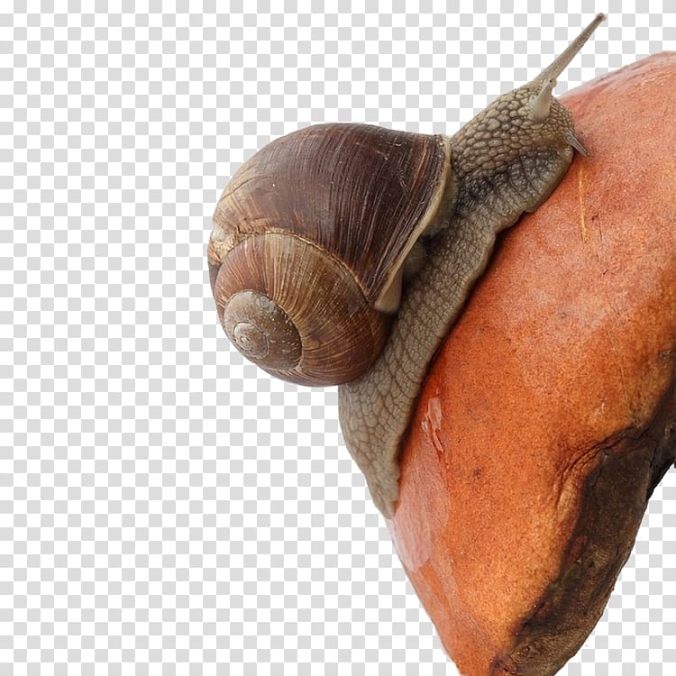 Snail Raster graphics , snails transparent background PNG clipart