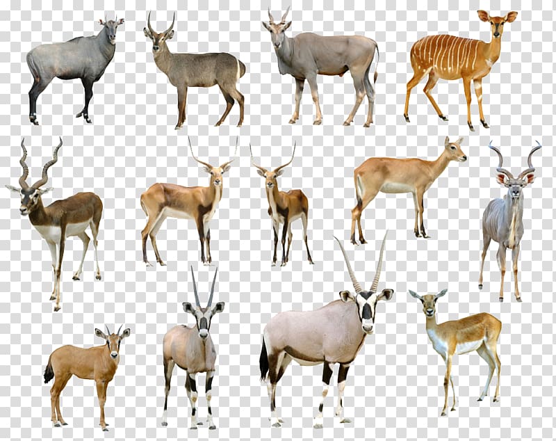 animal transparent background PNG clipart