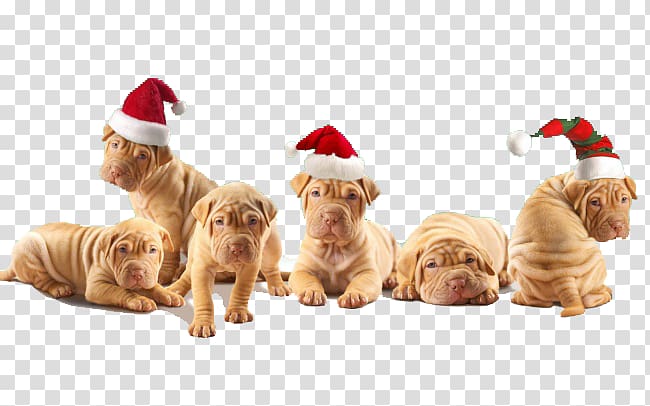 christmas dog transparent background PNG clipart