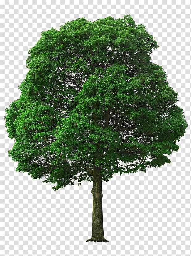 linden tree plant material transparent background PNG clipart