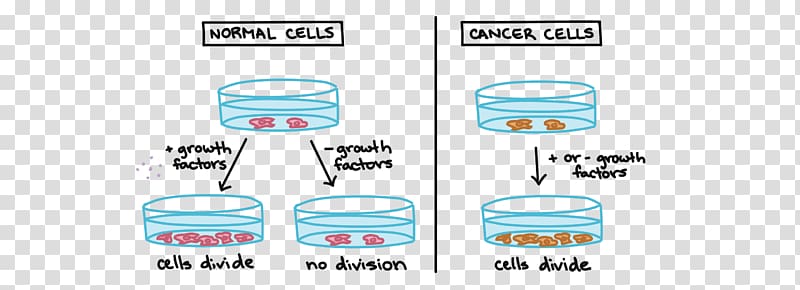 Cell cycle Cancer cell Mitosis Cell growth, cancer cell cartoon transparent background PNG clipart