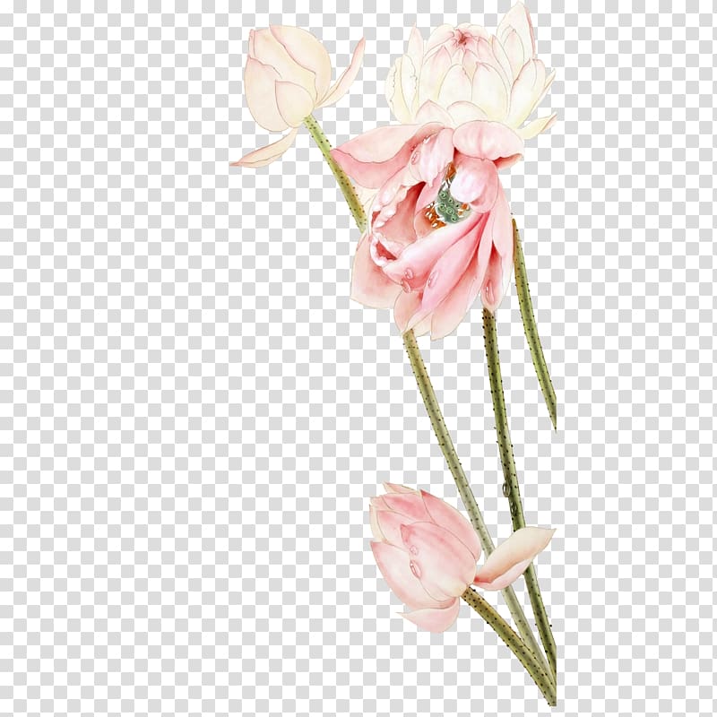 Floral design Nelumbo nucifera Pink, Lotus transparent background PNG clipart