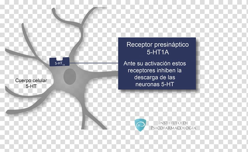 5-HT1A receptor 5-HT receptor Agonist Serotonin, Septum transparent background PNG clipart
