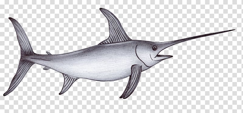 Drawing Sea Shark Swordfish Sketch, swordfish transparent background PNG clipart