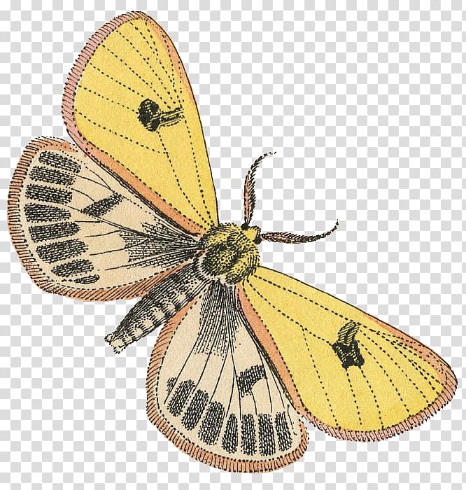 Butterfly Insect Pieridae Colias Arthropod, torn paper effect decorative elements transparent background PNG clipart