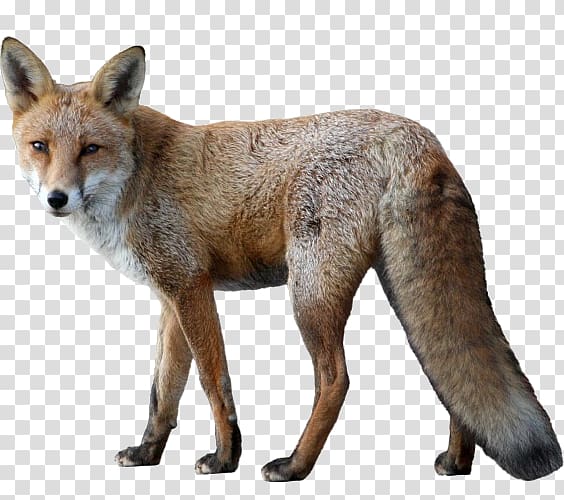 Fox Animal Dog, Fox little fox transparent background PNG clipart