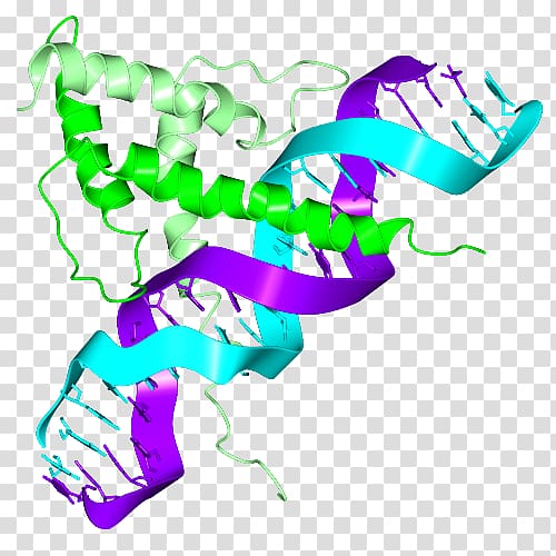 Basic helix-loop-helix Structural motif Helix-turn-helix DNA-binding domain, Basic Helixloophelix transparent background PNG clipart