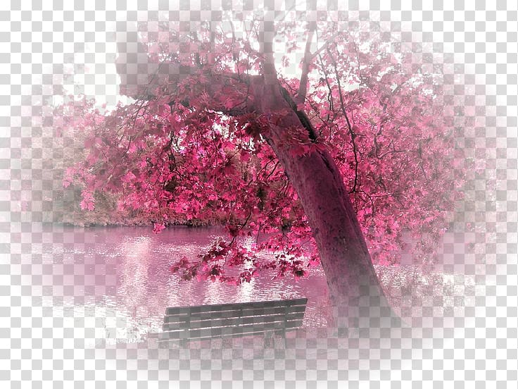 Desktop Cherry Blossom High Definition Television Color Cherry