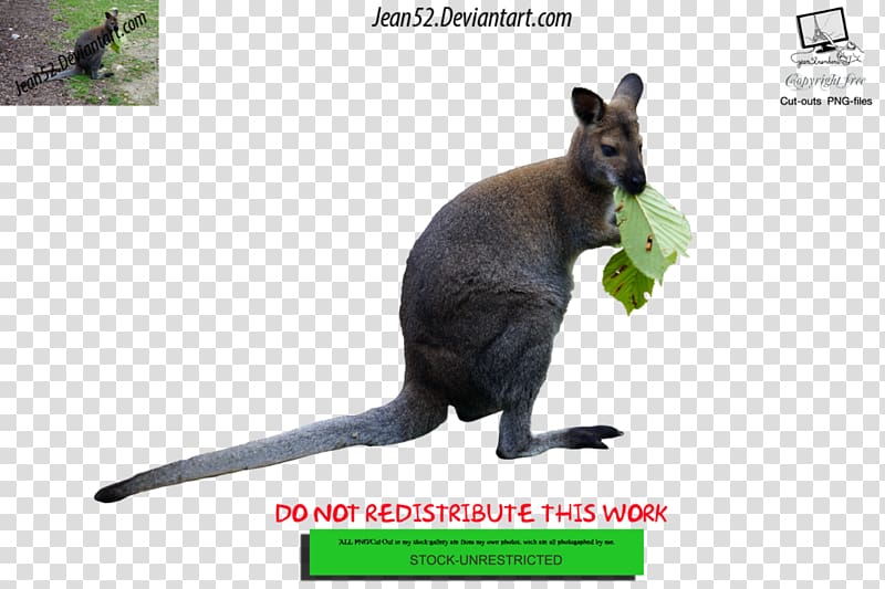 Kangaroo Wallaby Reserve Art, Czechoslovakian Wolfdog transparent background PNG clipart