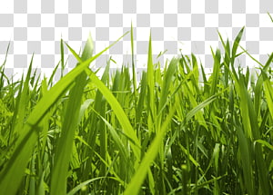 grass transparent background PNG clipart thumbnail