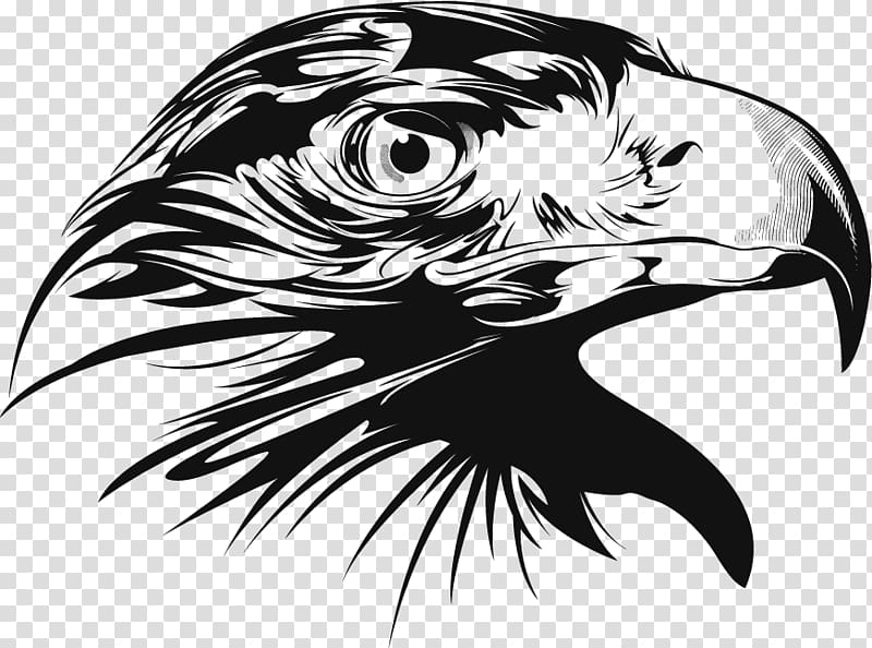 Bald Eagle Euclidean , eagle transparent background PNG clipart