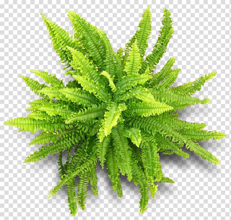 Vascular plant Fern Herbalism, Chinoiserie transparent background PNG clipart