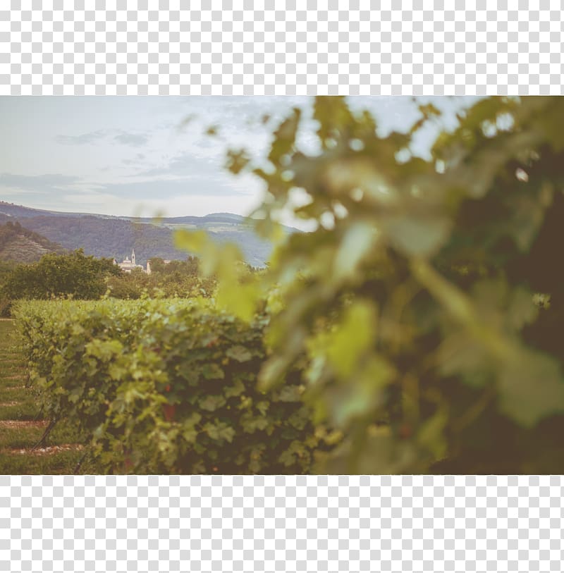 Rondinella Valpolicella Amarone Corvina Wine, vineyard transparent background PNG clipart