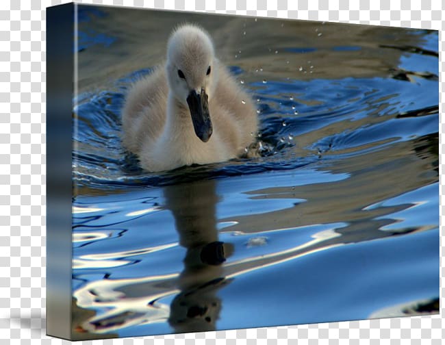Cygnini The Ugly Duckling Gallery wrap Canvas, ugly duckling transparent background PNG clipart