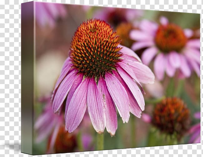 Daisy family Coneflower Aster Purple Violet, echinacea transparent background PNG clipart