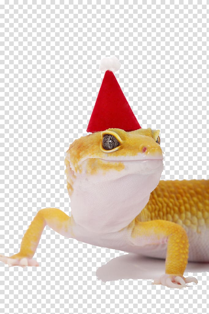 Lizard Hat Common leopard gecko Christmas, Lizard with Christmas hats transparent background PNG clipart