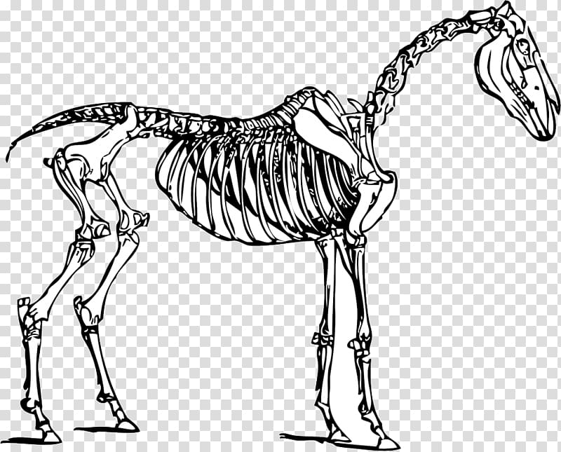 Horse Human skeleton , Running Skeleton transparent background PNG clipart