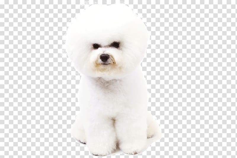 Maltese dog Bichon Frise Bolognese dog Havanese dog Miniature Poodle, puppy transparent background PNG clipart
