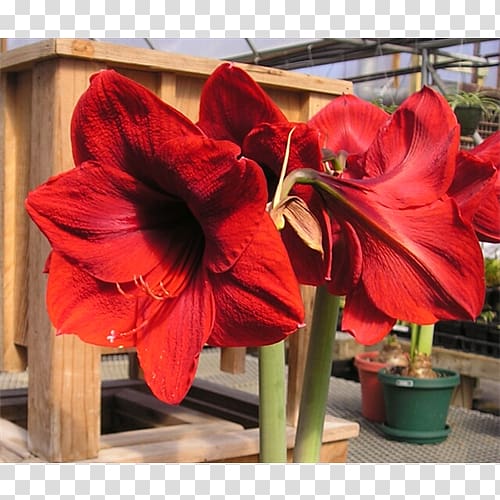 Amaryllis Jersey lily Cut flowers Belladonna, amaryllis bulb transparent background PNG clipart