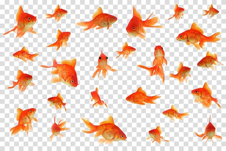 Fantail , goldfish transparent background PNG clipart