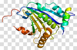 EIF4E Eukaryotic initiation factor Protein Data Bank EIF4H, others transparent background PNG clipart thumbnail