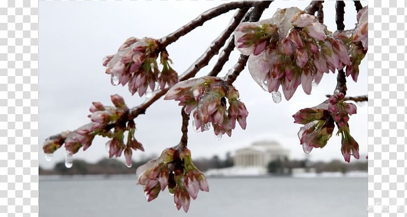 Tidal Basin East Coast of the United States March 2017 North American blizzard Northeastern United States Winter storm, cherry blossoms transparent background PNG clipart
