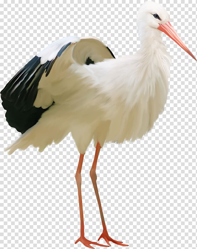 Bird, crane transparent background PNG clipart