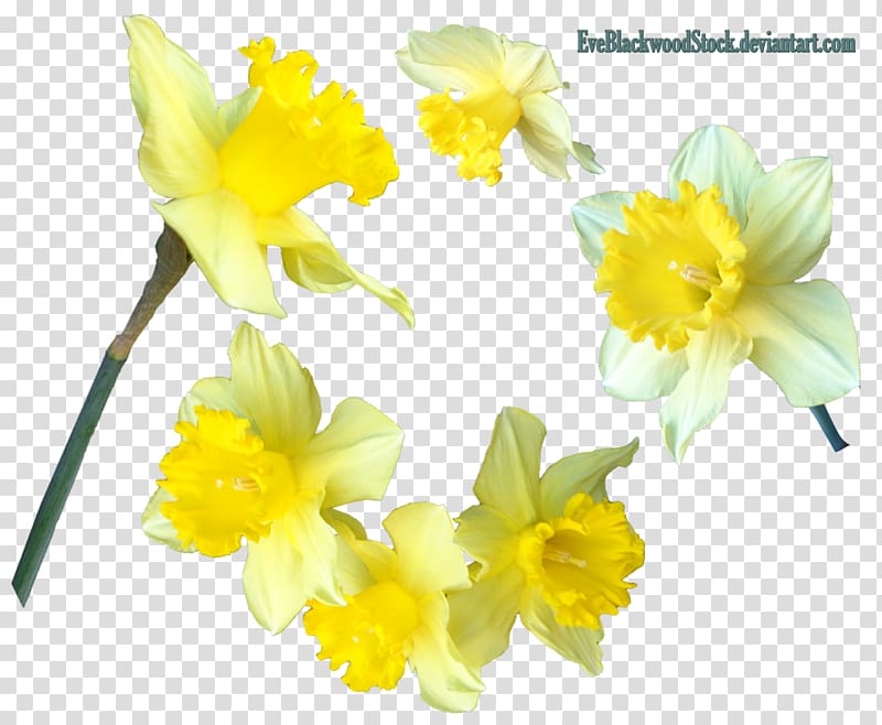 Jonquil , daffodils transparent background PNG clipart