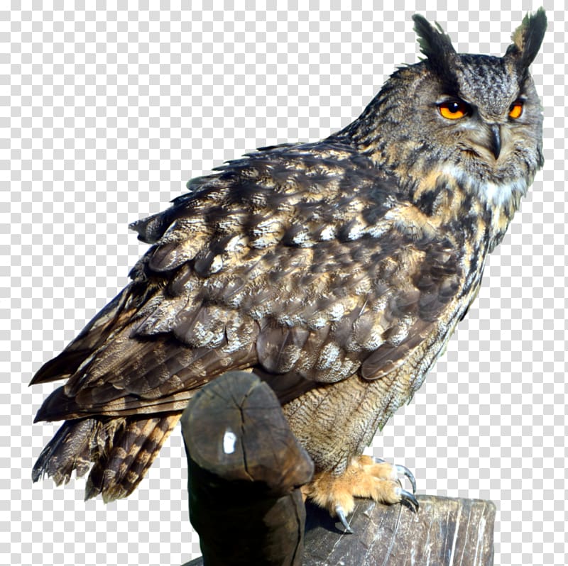 brown owl perched on post, Eurasian eagle-owl Great Horned Owl , Owl transparent background PNG clipart