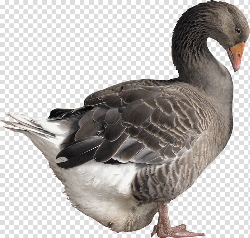 Goose Duck, Goose transparent background PNG clipart