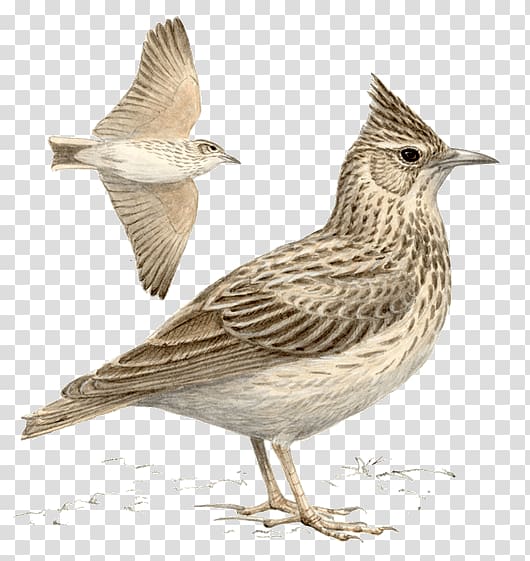 Crested Lark Skylarks Bird Sparrow Family, Bird transparent background PNG clipart