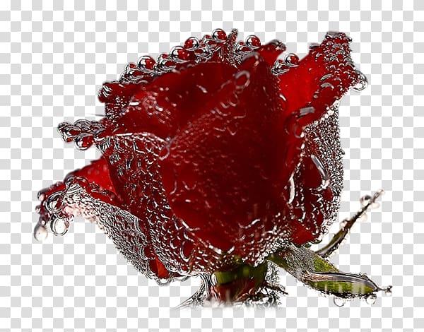 Desktop Rose Valentine\'s Day Propose Day, rose transparent background PNG clipart